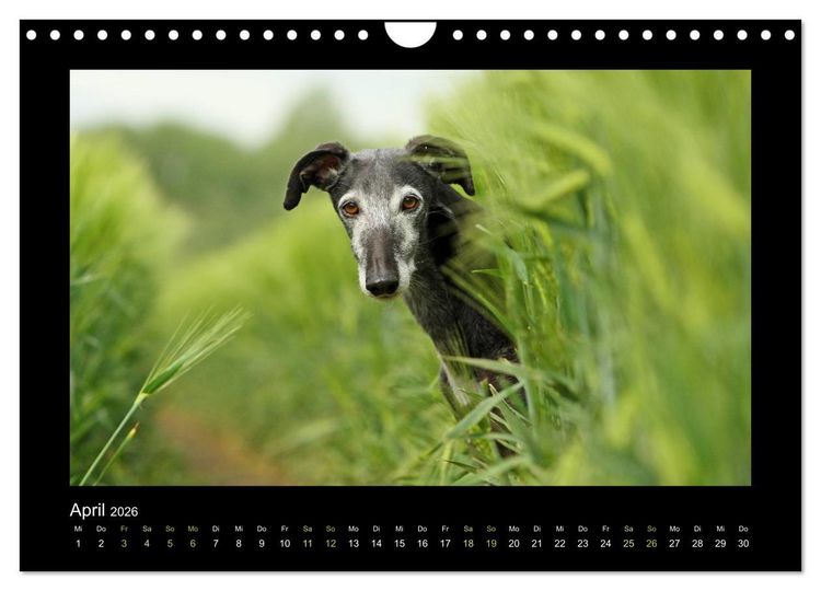 Produktbild: Windhund bunt (Wandkalender 2026 DIN A4 quer), CALVENDO Monatskalender