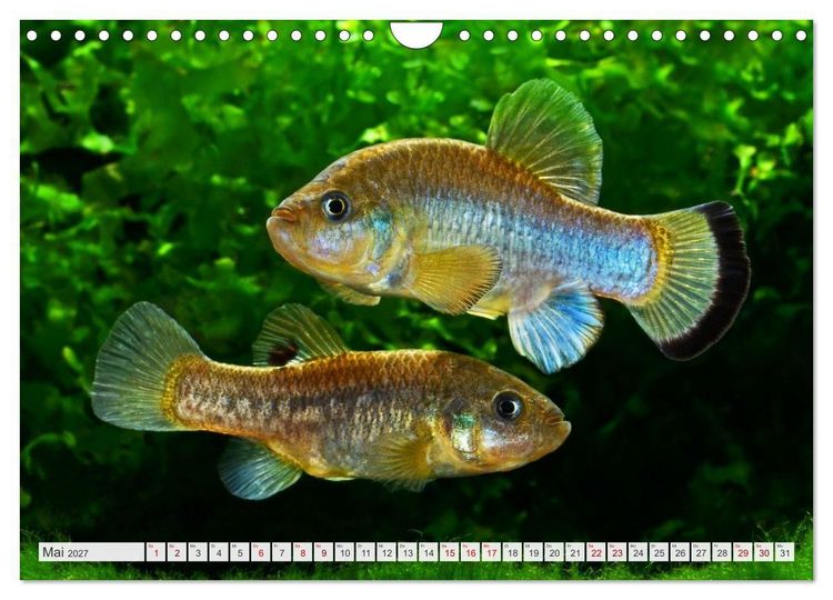 Produktbild: Outdoor-Aquaristik (Wandkalender 2027 DIN A4 quer), CALVENDO Monatskalender