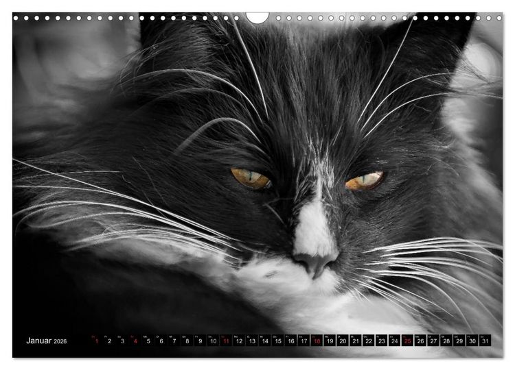 Produktbild: KATZEN Beautys (Wandkalender 2026 DIN A3 quer), CALVENDO Monatskalender