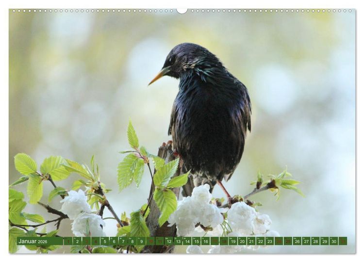 Produktbild: Nachwuchs bei Familie Star (Wandkalender 2026 DIN A2 quer), CALVENDO Monatskalender