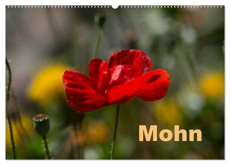 Produktbild: Mohn (Wandkalender 2026 DIN A2 quer), CALVENDO Monatskalender