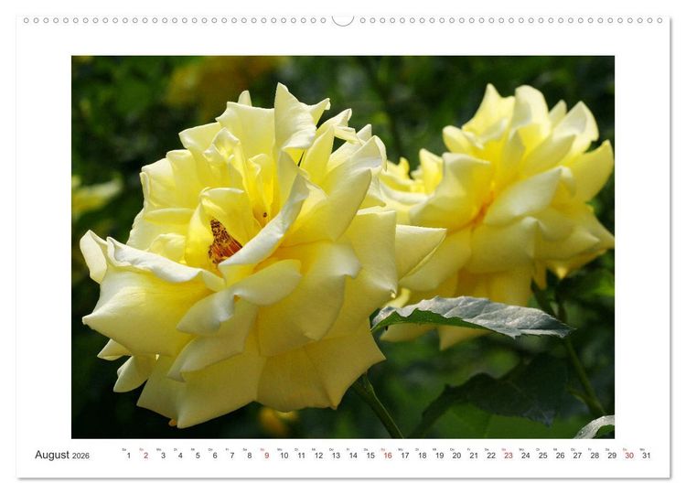 Produktbild: Rosenlust (Wandkalender 2026 DIN A2 quer), CALVENDO Monatskalender
