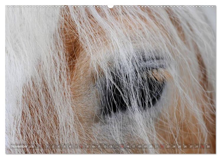 Produktbild: Haflinger Sch&ouml;nheiten (hochwertiger Premium Wandkalender 2026 DIN A2 quer), Kunstdruck in Hochglanz