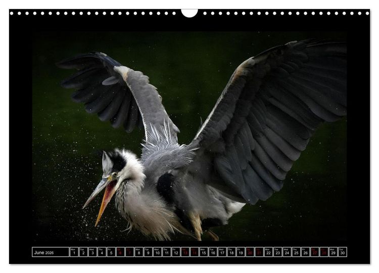 Produktbild: The heron parade (Wall Calendar 2026 DIN A3 landscape), CALVENDO 12 Month Wall Calendar