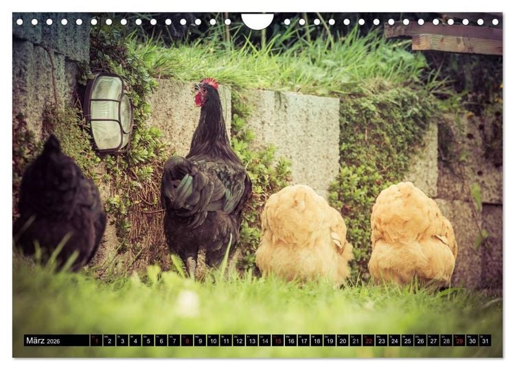 Produktbild: H&uuml;hner in meinem Garten (Wandkalender 2026 DIN A4 quer), CALVENDO Monatskalender