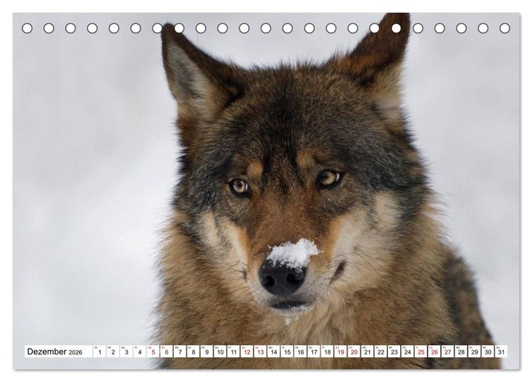 Produktbild: Waldtiere (Tischkalender 2026 DIN A5 quer), CALVENDO Monatskalender