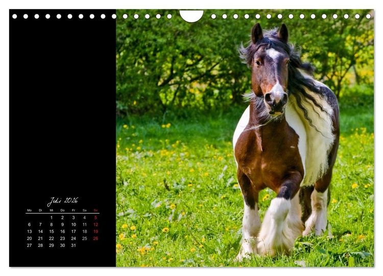 Produktbild: Irish Tinker (Wandkalender 2026 DIN A4 quer), CALVENDO Monatskalender
