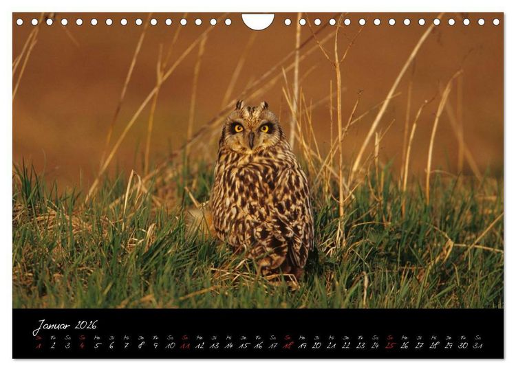 Produktbild: Heimische Eulen und Greife (Wandkalender 2026 DIN A4 quer), CALVENDO Monatskalender