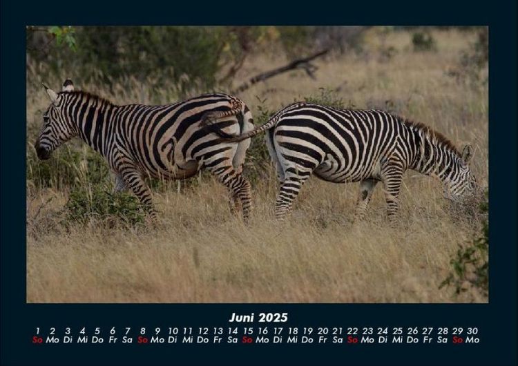 Produktbild: Zebrazauber 2025 Fotokalender DIN A4