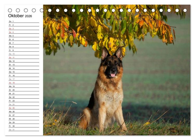 Produktbild: Deutsche Sch&auml;ferhunde - Senioren auf vier Pfoten (Tischkalender 2026 DIN A5 quer), CALVENDO Monatskalender