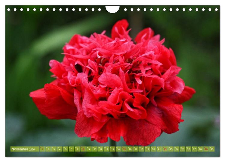 Produktbild: Mohn Tage (Wandkalender 2026 DIN A4 quer), CALVENDO Monatskalender