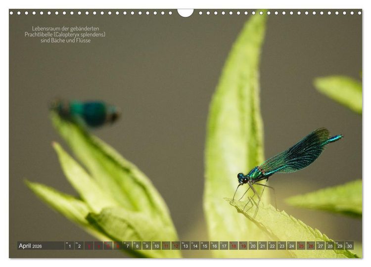 Produktbild: Frankens Insekten (Wandkalender 2026 DIN A3 quer), CALVENDO Monatskalender