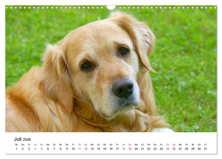Produktbild: Golden Retriever Power (Wandkalender 2026 DIN A3 quer), CALVENDO Monatskalender