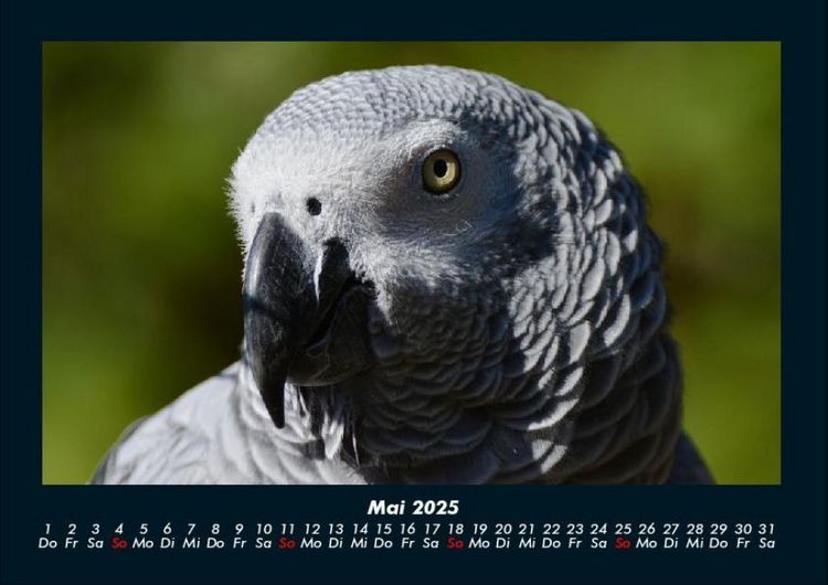 Produktbild: V&ouml;gel 2025 Fotokalender DIN A4