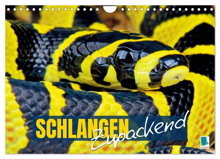 Produktbild: Schlangen: Zupackend (Wandkalender 2026 DIN A4 quer), CALVENDO Monatskalender