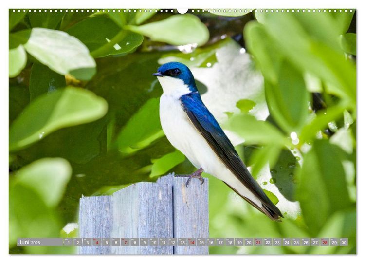 Produktbild: Wir sind die fliegenden Stars (Wandkalender 2026 DIN A2 quer), CALVENDO Monatskalender