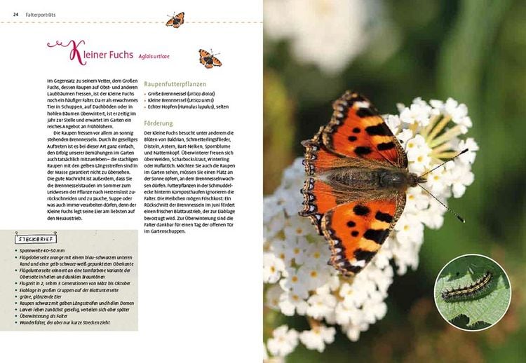 Produktbild: Mein Schmetterlingsgarten