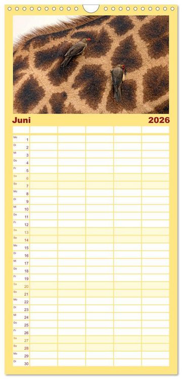 Produktbild: Familienplaner 2026 - Afrikas Tierwelt: Giraffen mit 5 Spalten (Wandkalender, 21 x 45 cm) CALVENDO