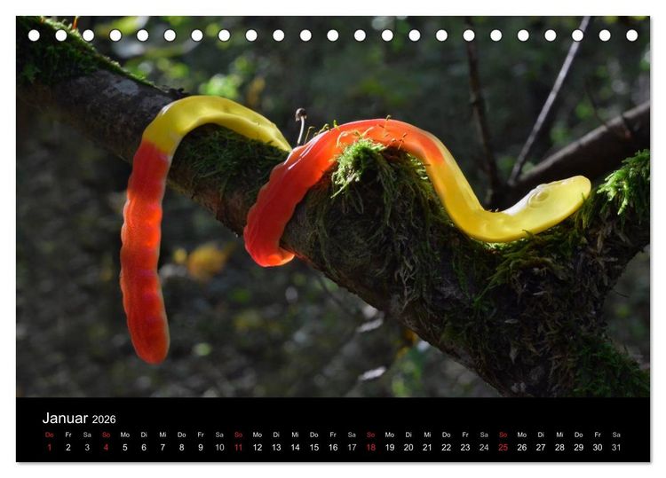 Produktbild: Die Welt der Fruchtgummis (Tischkalender 2026 DIN A5 quer), CALVENDO Monatskalender
