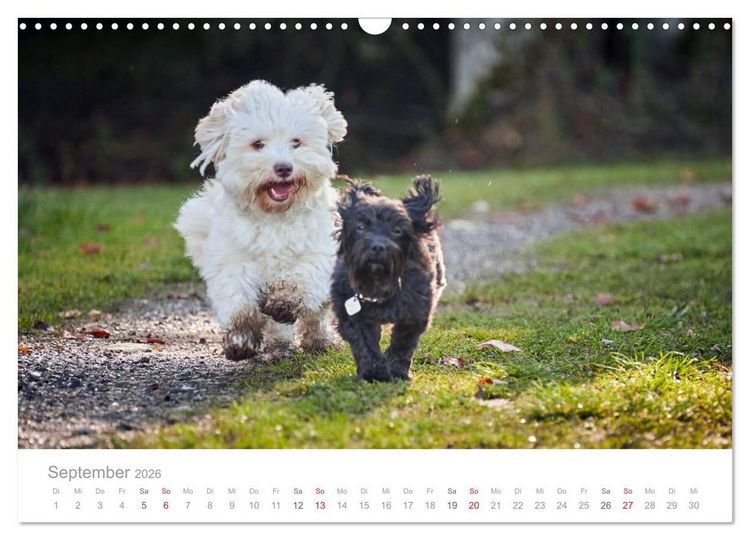Produktbild: Havaneser - Herz aus Gold (Wandkalender 2026 DIN A3 quer), CALVENDO Monatskalender