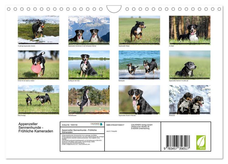 Produktbild: Appenzeller Sennenhunde - Fr&ouml;hliche Kameraden (Wandkalender 2026 DIN A4 quer), CALVENDO Monatskalender
