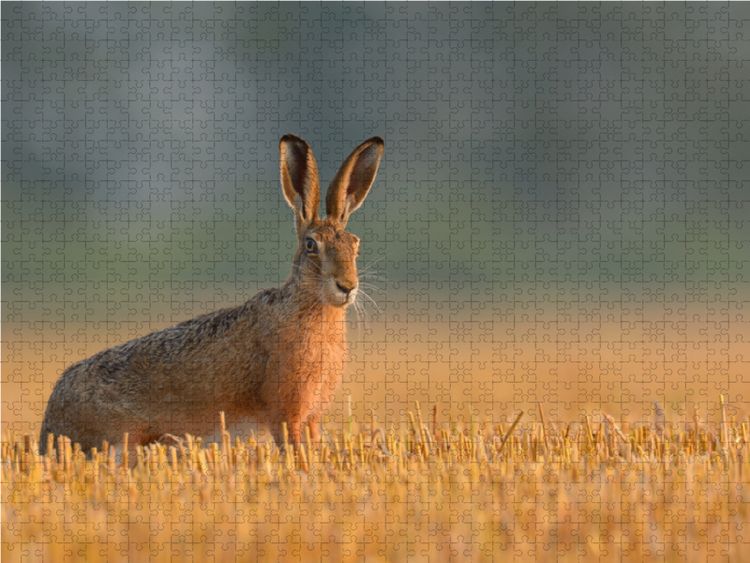 Produktbild: CALVENDO Puzzle Feldhase auf einem Stoppelacker im Morgenlicht | 1000 Teile Lege-Gr&ouml;&szlig;e 64x48cm Foto-Puzzle f&uuml;r gl&uuml;ckliche Stunden