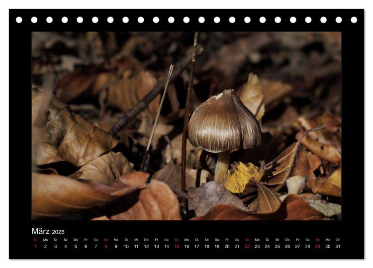 Produktbild: Pilze (Tischkalender 2026 DIN A5 quer), CALVENDO Monatskalender