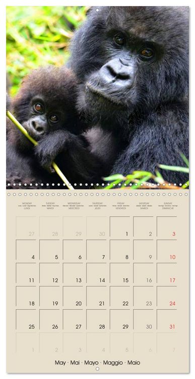 Produktbild: Gorillas &bull; The Gentle Giants (Wall Calendar 2026 12 &times; 12 Inch) CALVENDO 12 Month Wall Calendar