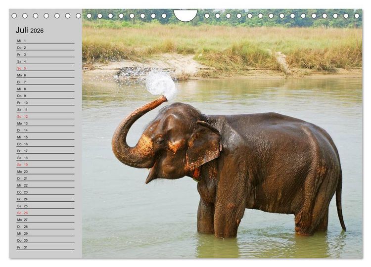 Produktbild: Elefanten. Spa&szlig; am Wasser (Wandkalender 2026 DIN A4 quer), CALVENDO Monatskalender