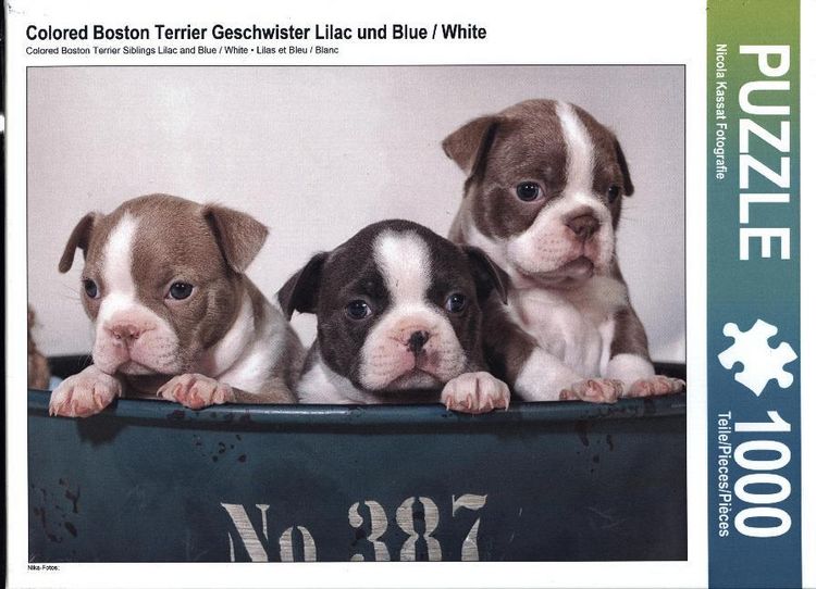 Produktbild: CALVENDO Puzzle Colored Boston Terrier Geschwister Lilac und Blue / White | 1000 Teile Lege-Gr&ouml;&szlig;e 64x48cm Foto-Puzzle f&uuml;r gl&uuml;ckliche Stunden