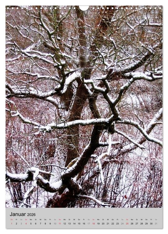 Produktbild: Faszination Baum (Wandkalender 2026 DIN A3 hoch), CALVENDO Monatskalender