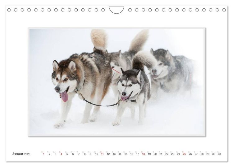 Produktbild: Emotionale Momente: The Art of Huskys. / CH-Version (Wandkalender 2026 DIN A4 quer), CALVENDO Monatskalender
