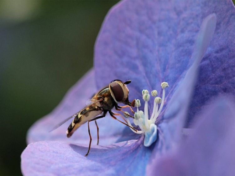 Produktbild: CALVENDO Puzzle Schwebfliege auf Hortensie | 1000 Teile Lege-Gr&ouml;&szlig;e 64x48cm Foto-Puzzle f&uuml;r gl&uuml;ckliche Stunden