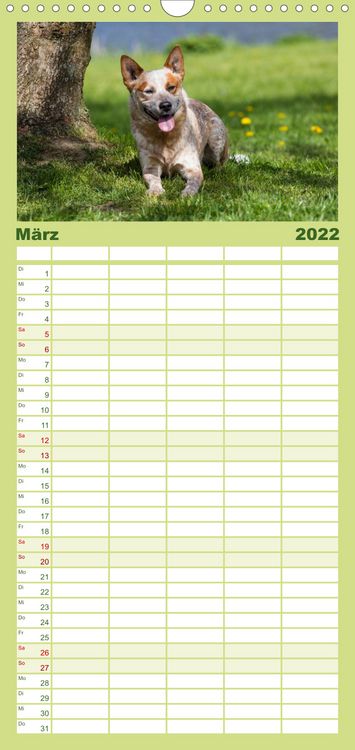 Produktbild: Spaziergang am See Australian Cattle Dogs - Familienplaner hoch (Wandkalender 2022 , 21 cm x 45 cm, hoch)