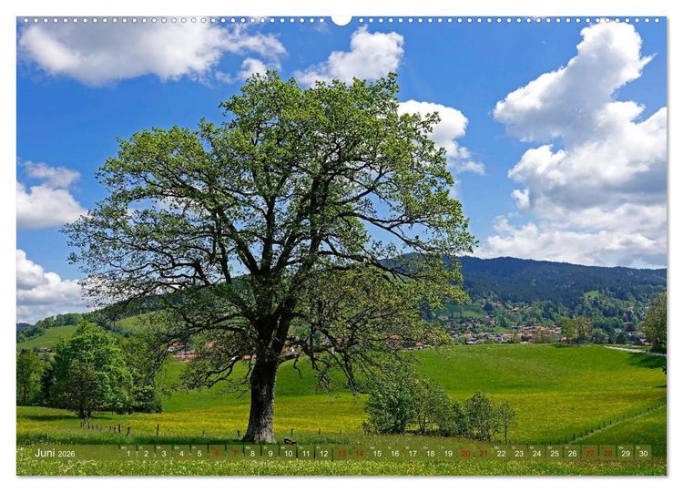 Produktbild: Mit B&auml;umen durchs Jahr (hochwertiger Premium Wandkalender 2026 DIN A2 quer), Kunstdruck in Hochglanz