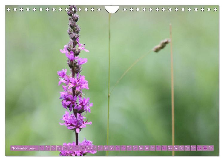 Produktbild: Lila Bl&uuml;tenzauber (Wandkalender 2026 DIN A4 quer), CALVENDO Monatskalender