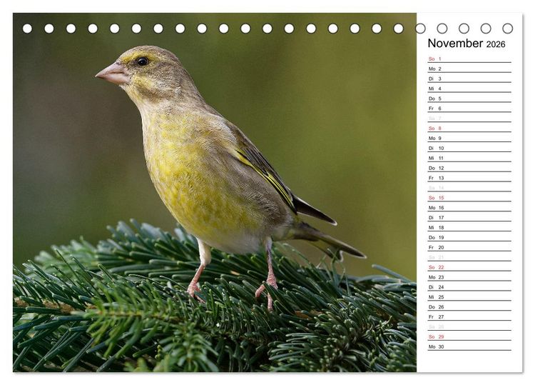 Produktbild: Unsere heimischen Gartenv&ouml;gel (Tischkalender 2026 DIN A5 quer), CALVENDO Monatskalender