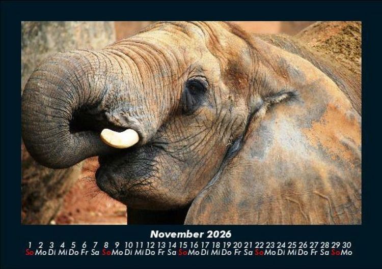 Produktbild: Der Elefantenkalender 2026 Fotokalender DIN A5