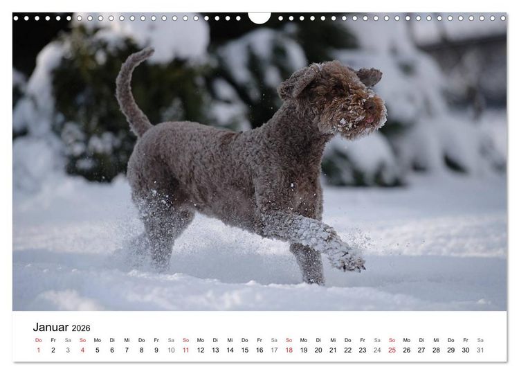 Produktbild: Mein Hundekalender 2026 (Wandkalender 2026 DIN A3 quer), CALVENDO Monatskalender