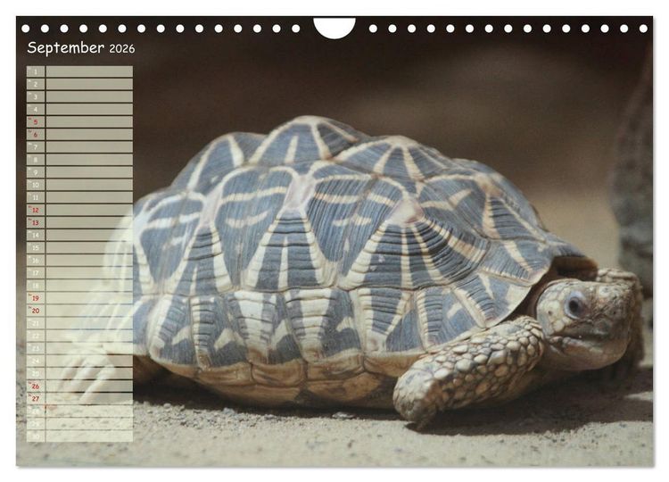 Produktbild: Schildkr&ouml;ten - Gepanzerte Wesen aus Urzeiten (Wandkalender 2026 DIN A4 quer), CALVENDO Monatskalender