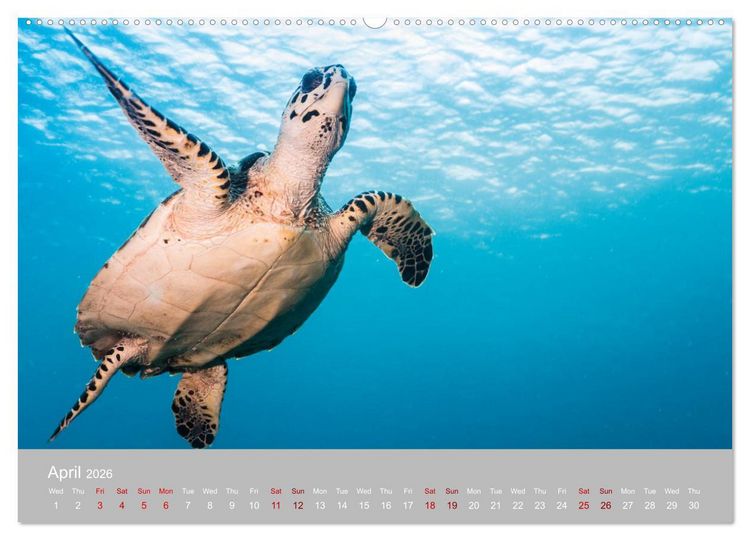 Produktbild: Caribbean Sea Turtles (High Quality Premium Wall Calendar 2026 DIN A2 landscape),CALVENDO 12 Month Wall Calendar