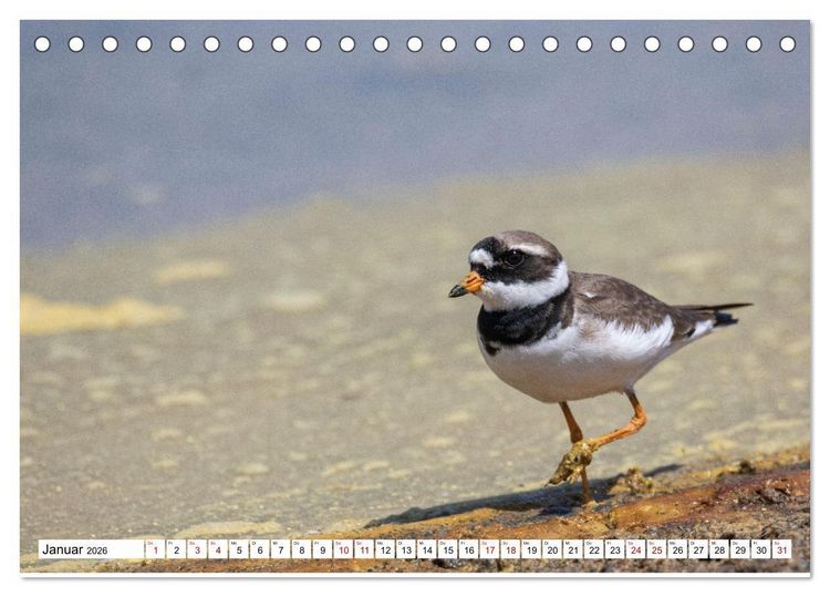 Produktbild: Vogelparadies Volvi-See (Tischkalender 2026 DIN A5 quer), CALVENDO Monatskalender