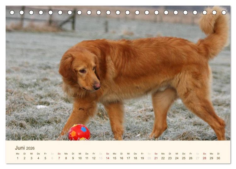 Produktbild: Hovawarte - einmal anders (Tischkalender 2026 DIN A5 quer), CALVENDO Monatskalender