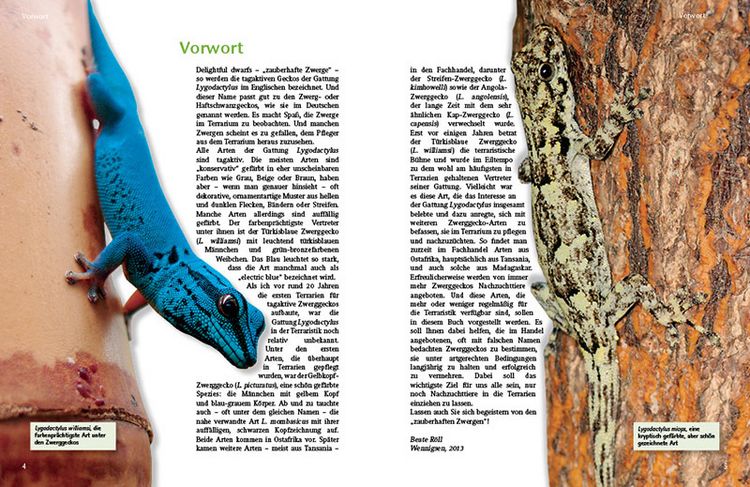 Produktbild: Tagaktive Zwerggeckos der Gattung Lygodactylus