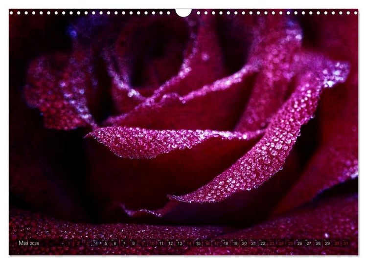 Produktbild: Gothic Rose - Rosen aus dem Garten der Finsternis (Wandkalender 2026 DIN A3 quer), CALVENDO Monatskalender