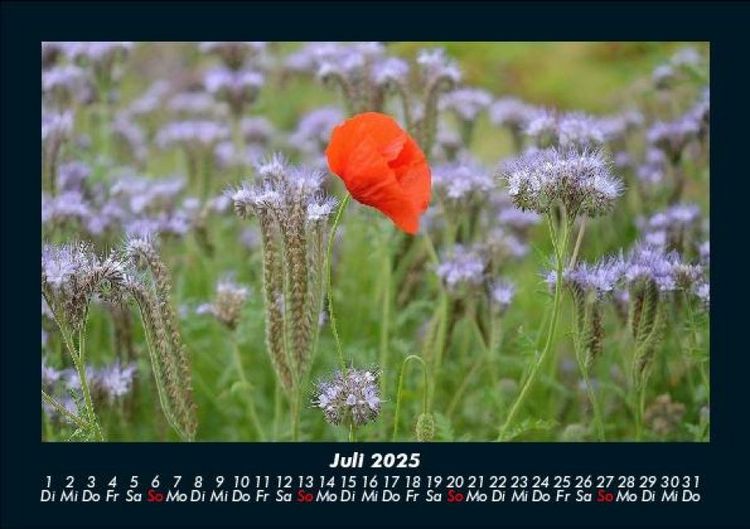 Produktbild: Blick in die Natur 2025 Fotokalender DIN A5