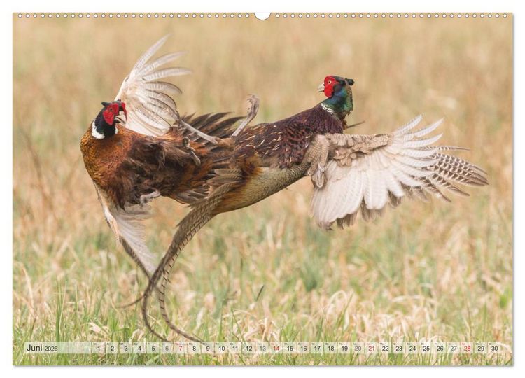 Produktbild: Emotionale Momente: Wild und Jagd. (hochwertiger Premium Wandkalender 2026 DIN A2 quer), Kunstdruck in Hochglanz