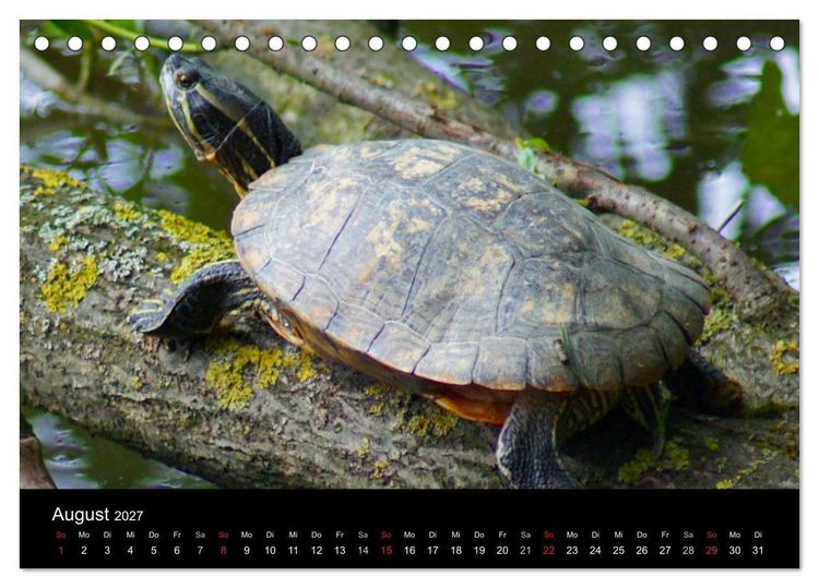 Produktbild: Die Welt der Haustiere (Tischkalender 2027 DIN A5 quer), CALVENDO Monatskalender