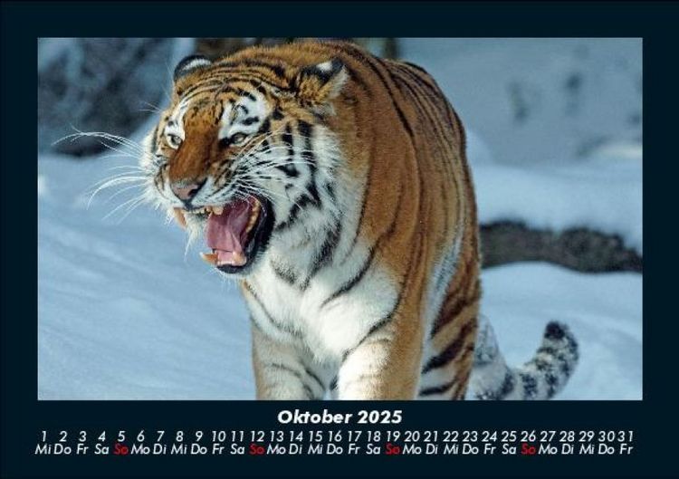 Produktbild: Tiger 2025 Fotokalender DIN A5