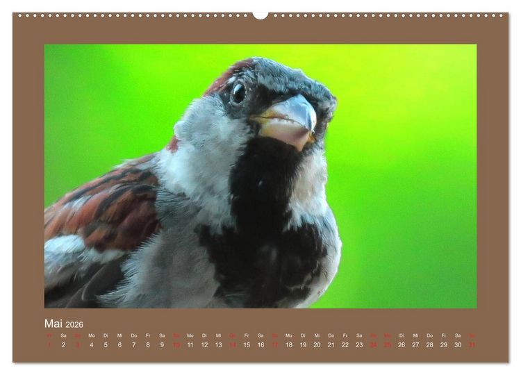 Produktbild: Vogelportr&auml;ts - Heimische V&ouml;gel auf meinem Balkon (hochwertiger Premium Wandkalender 2026 DIN A2 quer), Kunstdruck in Hochglanz